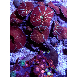 Discosoma red RZADKOŚĆ